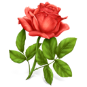 http://bayanbox.ir/view/1856897410585020215/rose.png