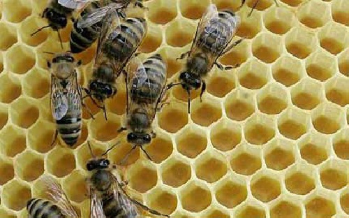 دانلود کارآفرینی پرورش و نگهداری زنبور عسل به ظرفیت 1250 کندو