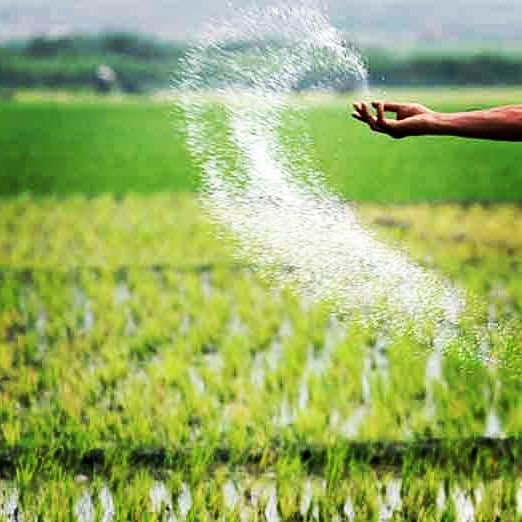 عوامل زیان آور در مزارع برنج