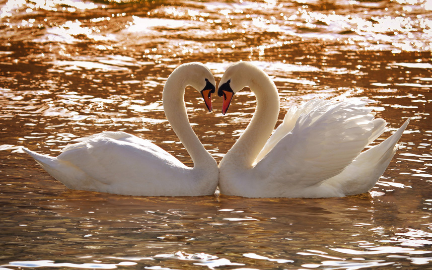 عشق بازی حیوانات در روز ولنتاین ! (جالب و دیدنی)
