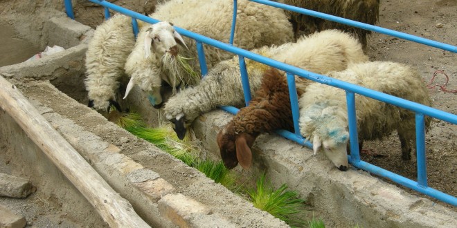 پرورش گوسفند 
