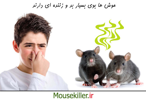 بوی ناشی از وجود موش در خانه 