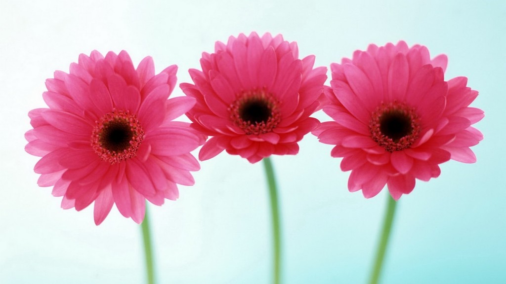 Pink Flowers HD Wallpaper