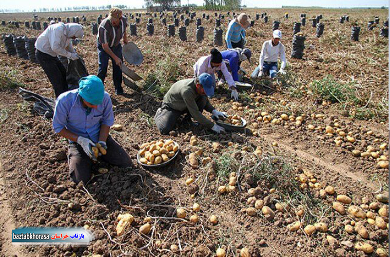 سود شیرین کشاورزان از برداشت سیب زمینی در خراسان شمالی