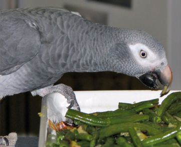 طوطی کاسکو در حال خوردن لوبیا سبز