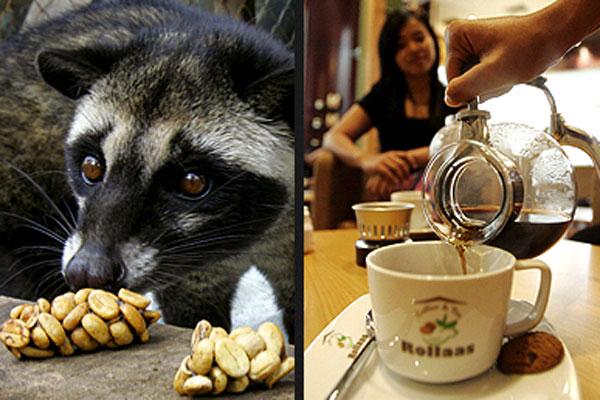 کوپی لواک - Kopi Luwak کوپی لواک - Kopi Luwak