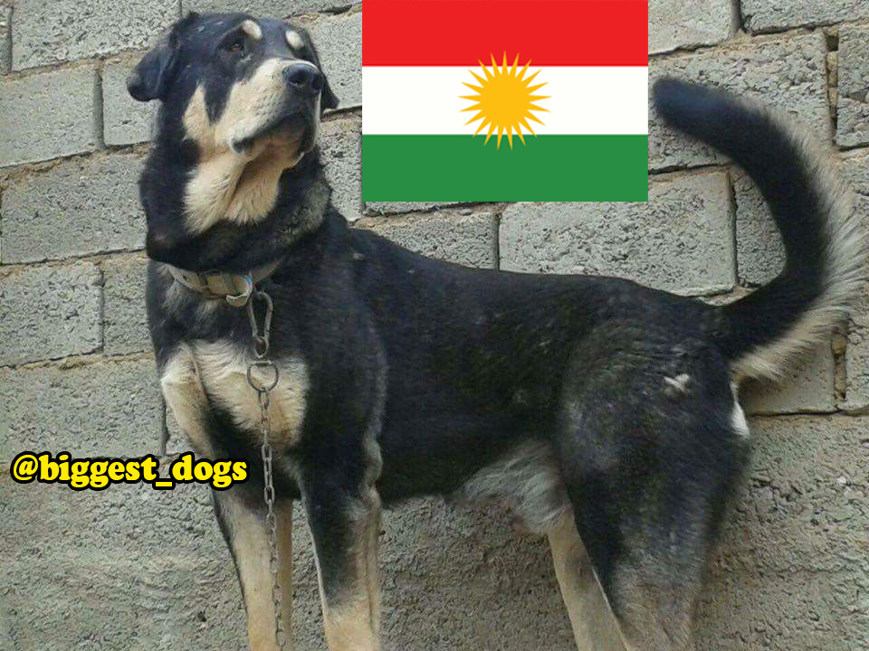 kurdish dog-pzhdar dog