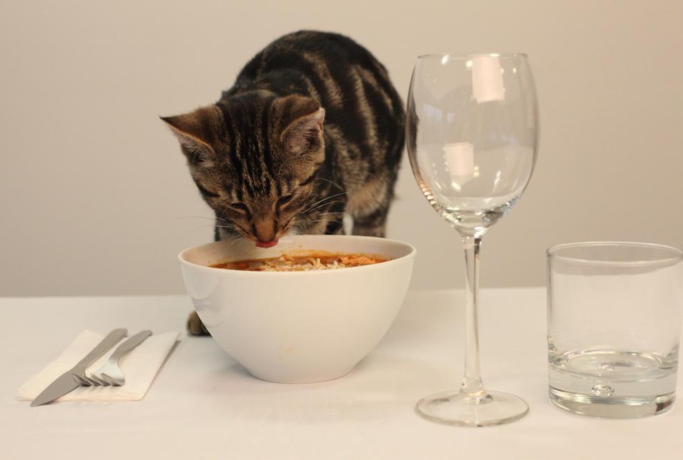 طرز تهیه سوپ برای گربه