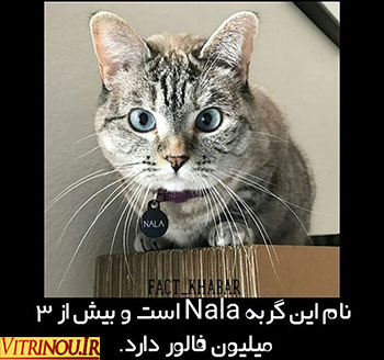 گربه نالا،نالا،گربه،NALA CAT،گربه ای بیش از3میلیون فالوور دارد رابشناسید،اخبارجالب،اخبارداغ فضای مجازی،همه چیزدرباره گربه نالا،اخبار فضای مجازی،گربه نالاعکس،عکس ازنالا،عکس ازگربه،اینستاگرام گربه نالا