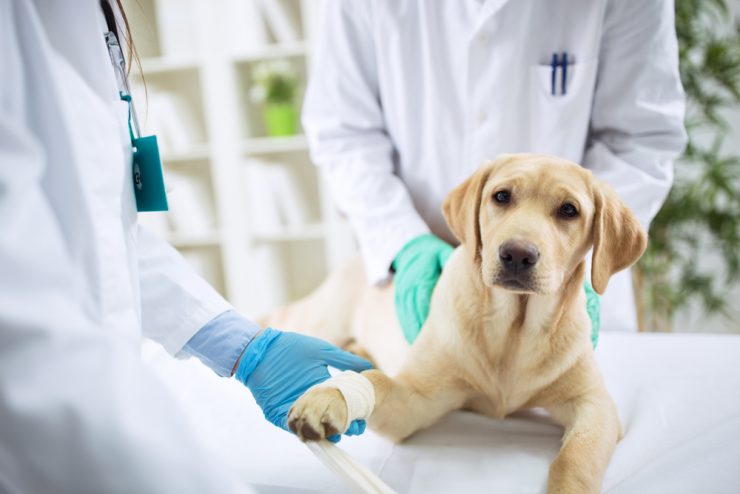 معرفی 7 نوع از بیماری های شایع سگ