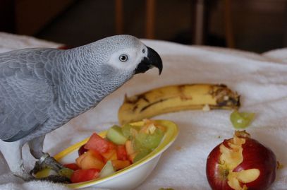 طوطی کاسکو در حال خوردن میوه جات