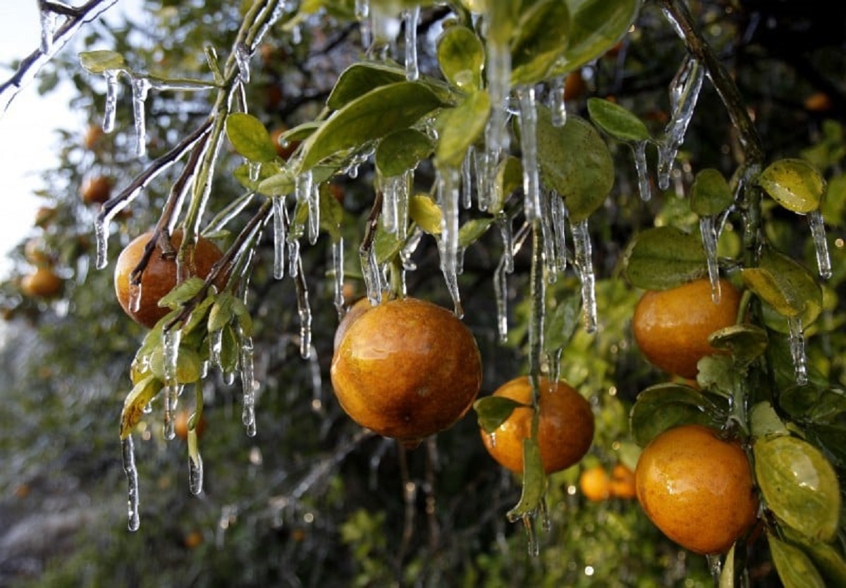 تاثیر نور و دما بر کیفیت میوه؛ آیا درختان مرکبات به سرما حساس هستند؟!