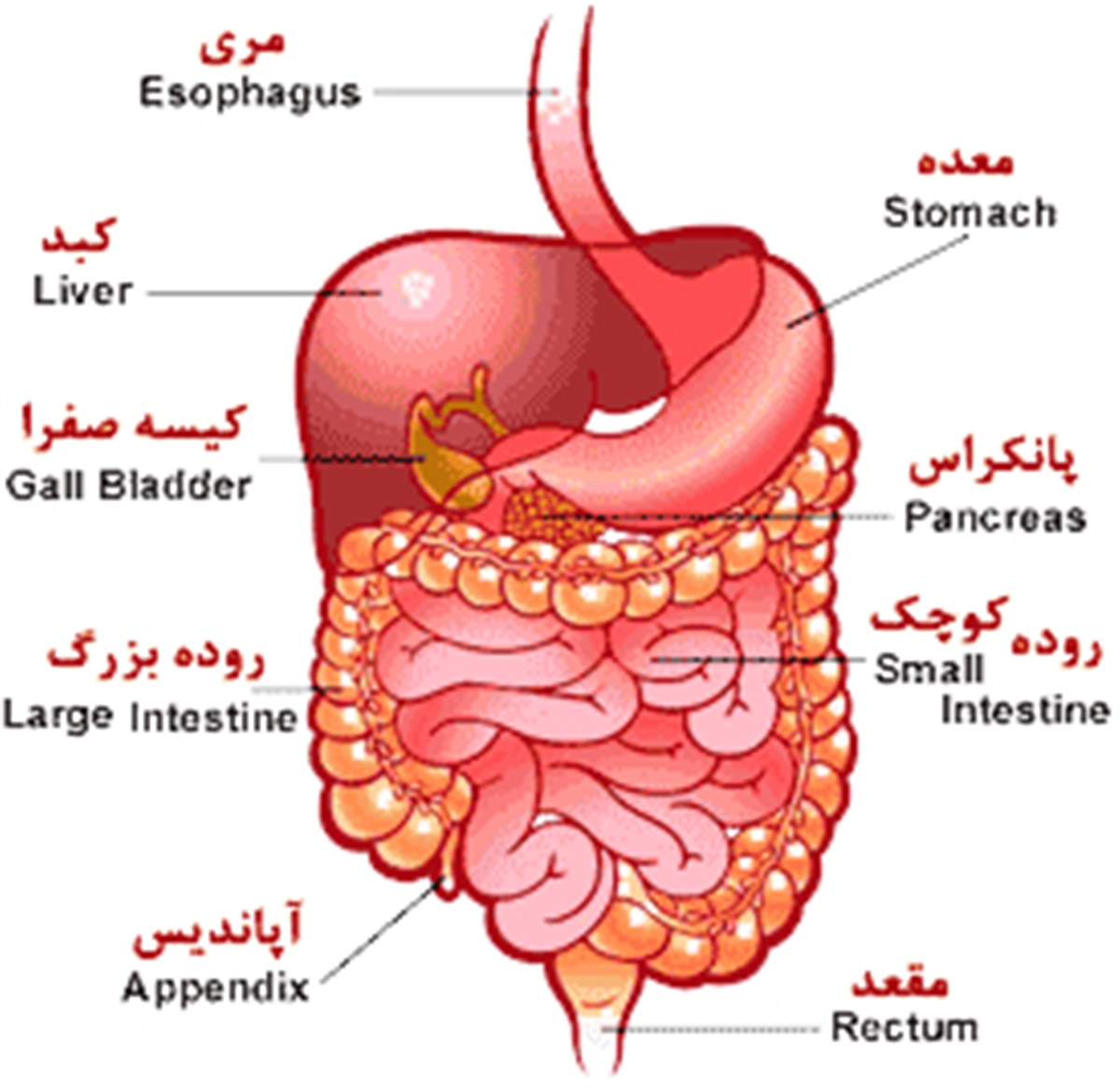 دستگاه گوارش انسان