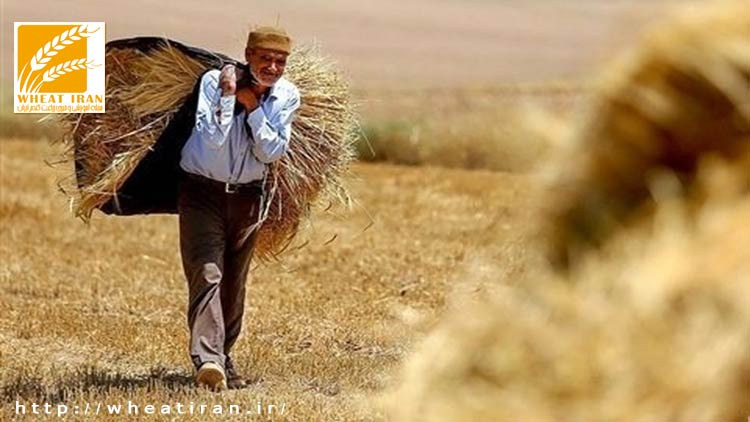 هشدار درباره چالش امنیت غذایی در کشور/ وضعیت نامساعد تولید گندم