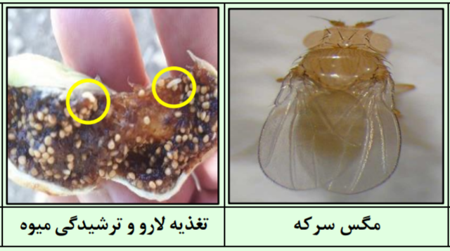روش های مبارزه با مگس انجیر