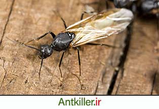 مورچه نجار بالدار