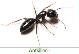 مورچه های بدبو، یکی از رایجترین آفات خانگی