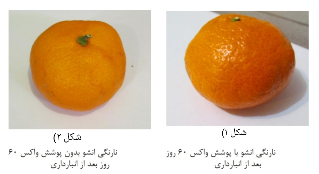 جالبه که بدونید میوه ها رو هم میشه واکس زد+فواید و قوانین استفاده