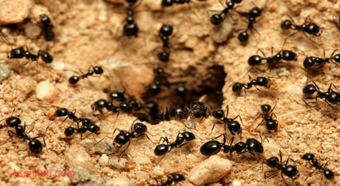 کلونی مورچه