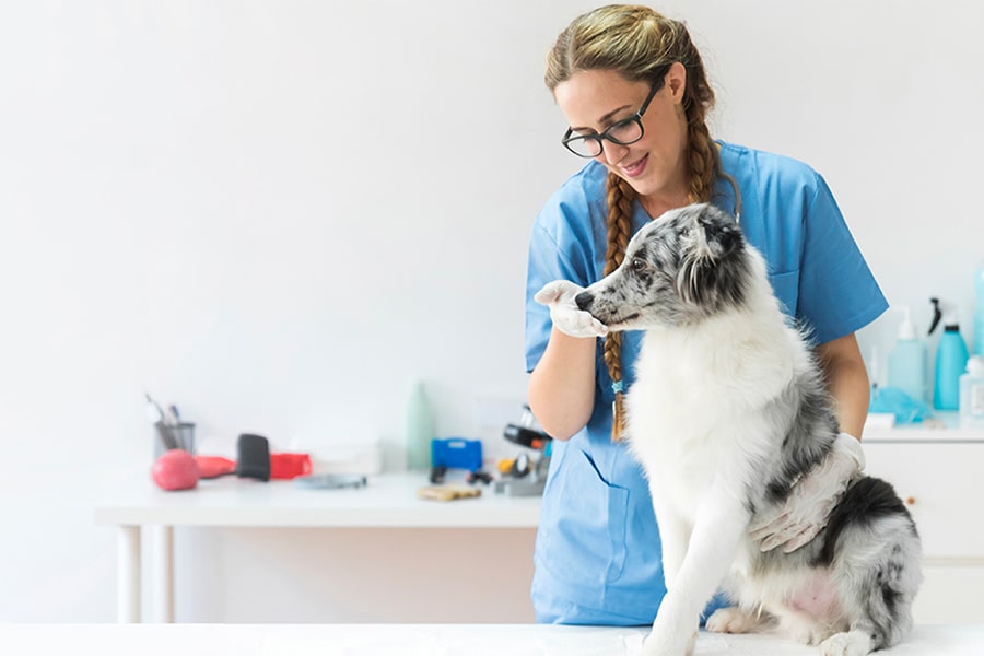 حیوانات خانگی هر چند وقت یکبار باید به دامپزشک مراجعه کنند؟