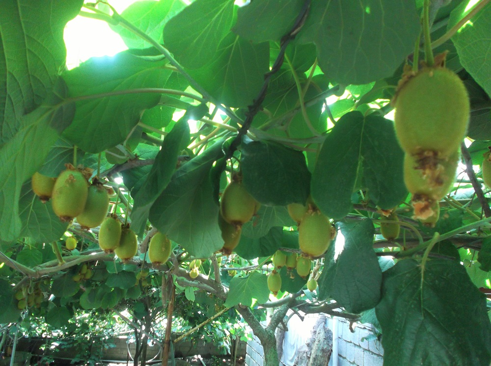 میوه درخت کیوی