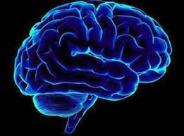 مغز انسان چگونه کار می کند؟