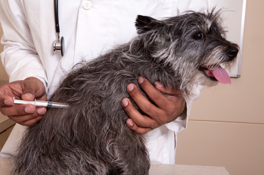نحوه تزریق واکسن هاری سگ