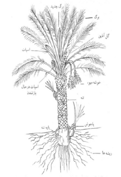 هر آنچه باید از کاشت، داشت و برداشت خرما بدانیم