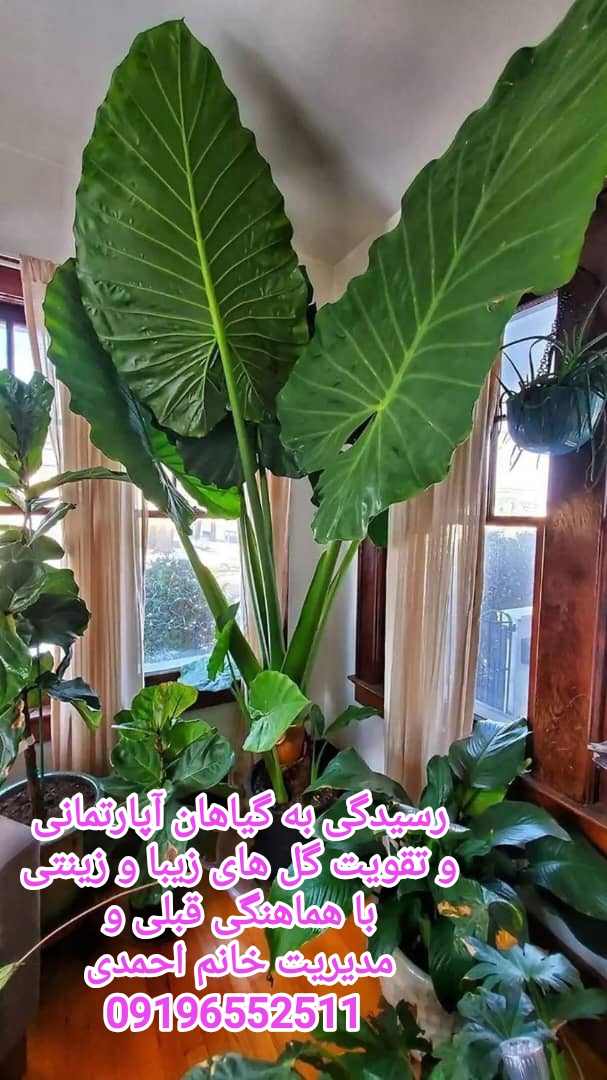 کاشت باغچه تعویض خاک گلدان در کارگر شمالی رسیدگی گیاهان آپارتمانی با هماهنگی خانم محمدی 09196552511