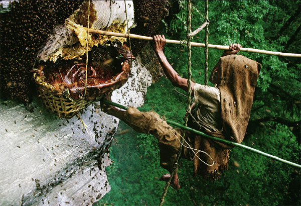 شکارچیان عسل در نپال...  (The ancient art of honey hunting in Nepal)