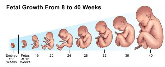 تصویری از رشد جنین بین 8 تا 40 هفته
