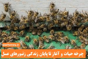 چرخه حیات و آغاز تا پایان زندگی زنبورهای عسل
