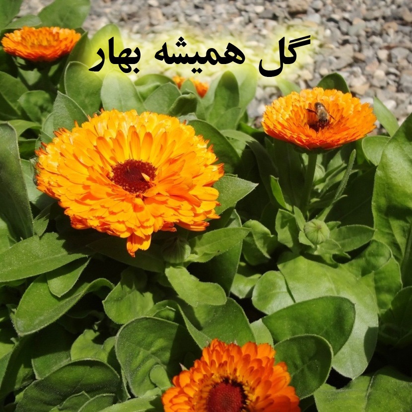 راهنمای پرورش گل همیشه بهار