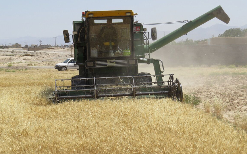 برداشت گندم در خراسان جنوبی افزایش ۳۰ درصدی دارد