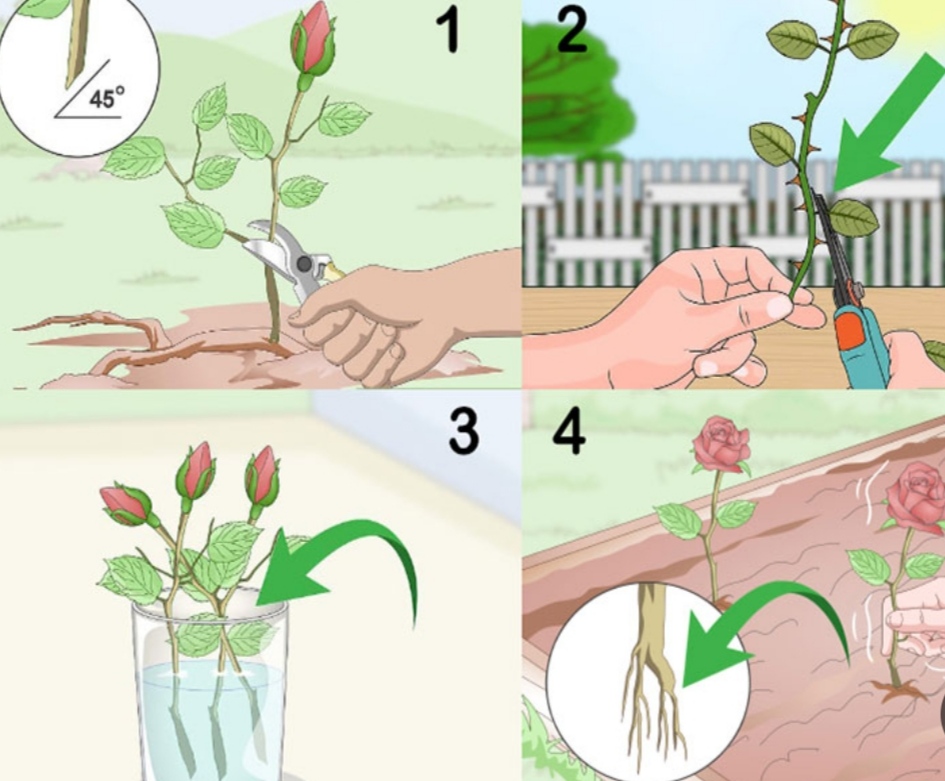 تکثیر رز گلخانه ای+عکس