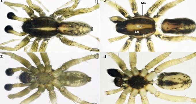 گونه جدید عنکبوت در کشور کشف شد