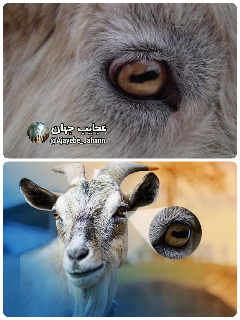 بز