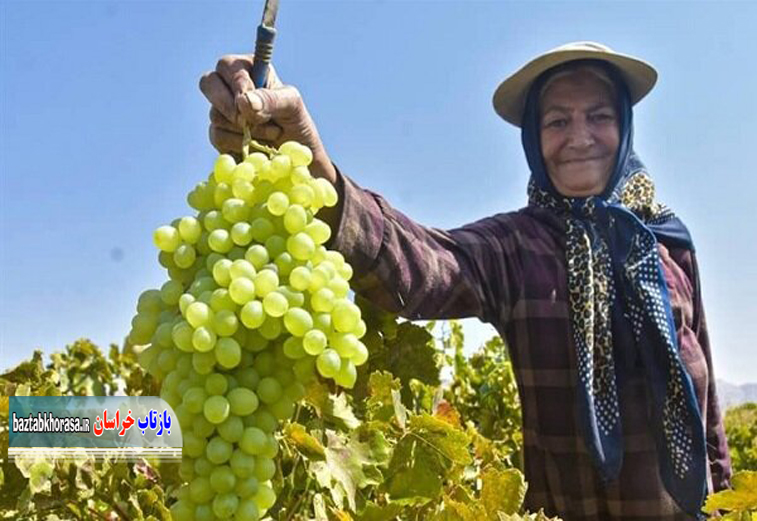 پیش بینی برداشت پنج هزار و ۸۰۰ تن انگور از باغات خراسان جنوبی