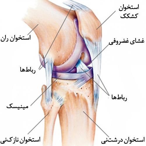 اناتومی زانو