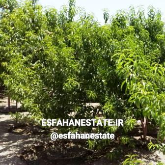فروش باغ 1600 متری در سروش بادران اصفهان