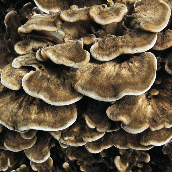 hen of the wood