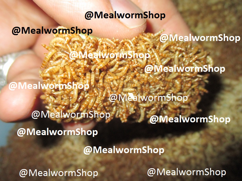 mealworm زنده و خشک جهت تغذیه انواع حیوانات
