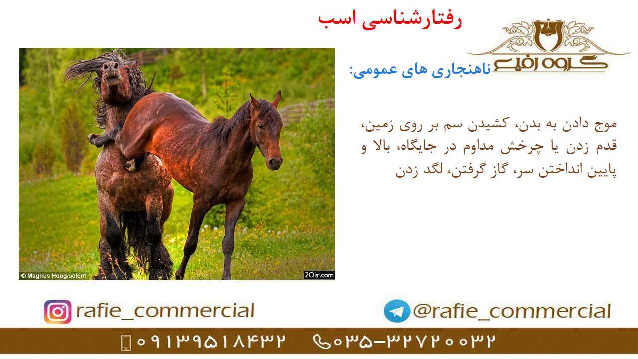  فروش علوفه دام و اسب یونجه سیفال در یزد