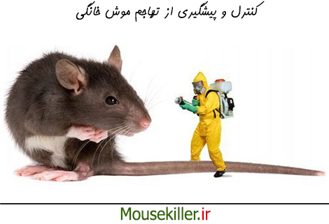 پیشگیری از موش خانگی