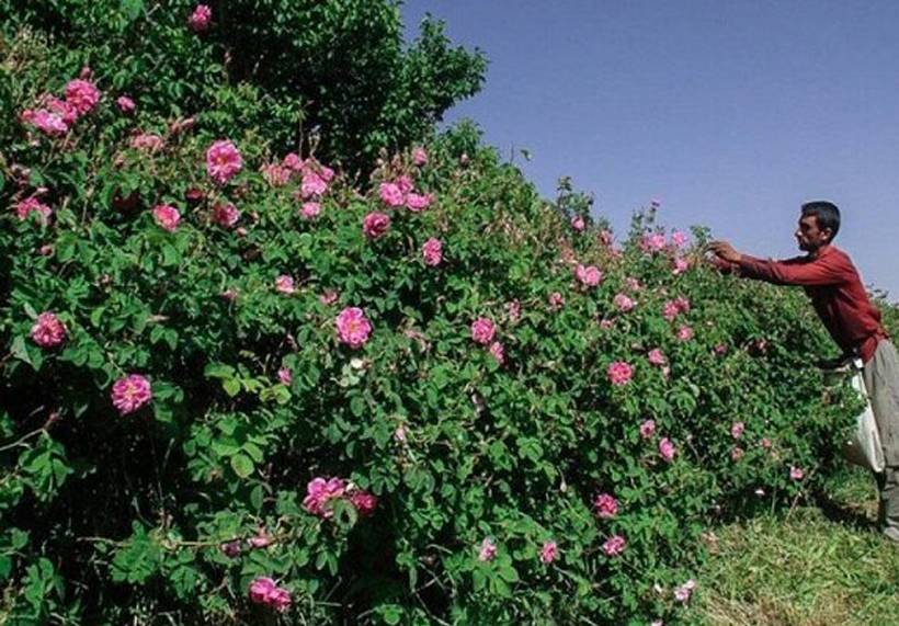 تنها ۱۳ درصد گلاب گیری گل محمدی در خراسان جنوبی