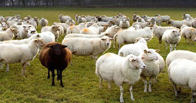 ایران چقدر «گوسفند» دارد؟