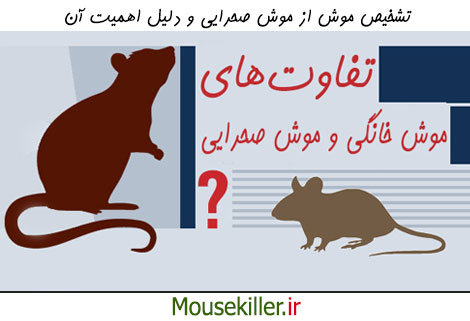 تشخیص موش خانگی از موش صحرایی و دلیل اهمیت آن