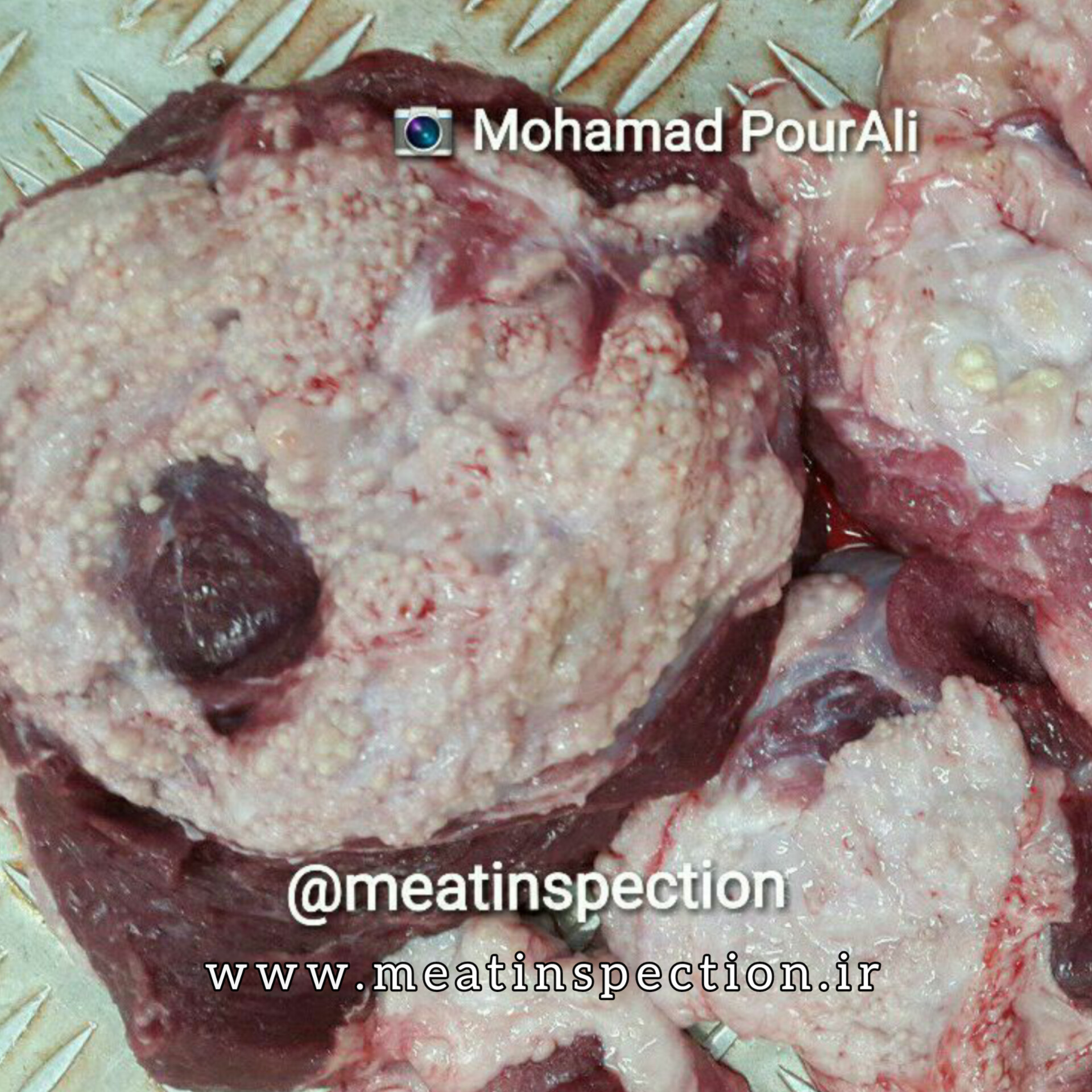 Actinobacillosis lesions