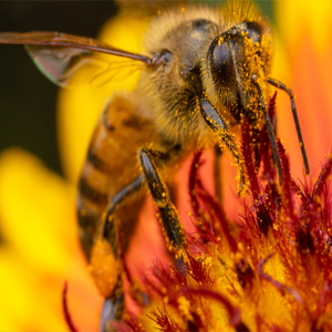 20 حقیقت شگفت انگیز در مورد زنبور عسل