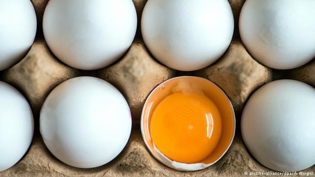 در روز چند تخم مرغ بخوریم؟